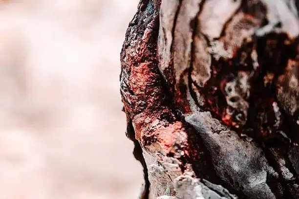dragon tree resin close-up