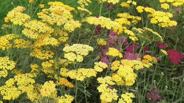 yarrow flowers in various colors
