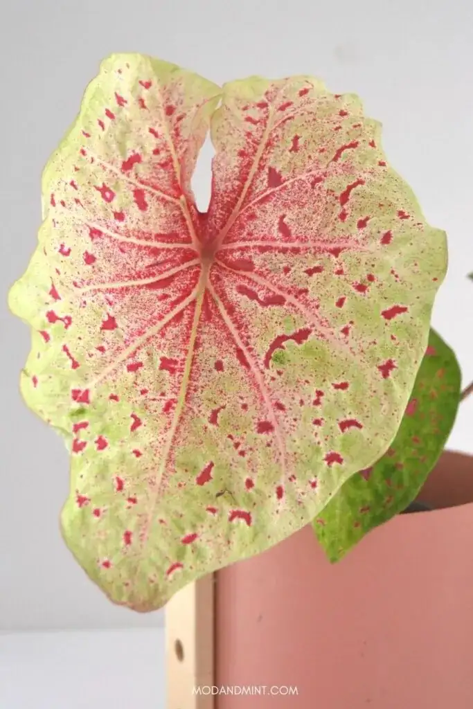 caladium in bright indirect light
