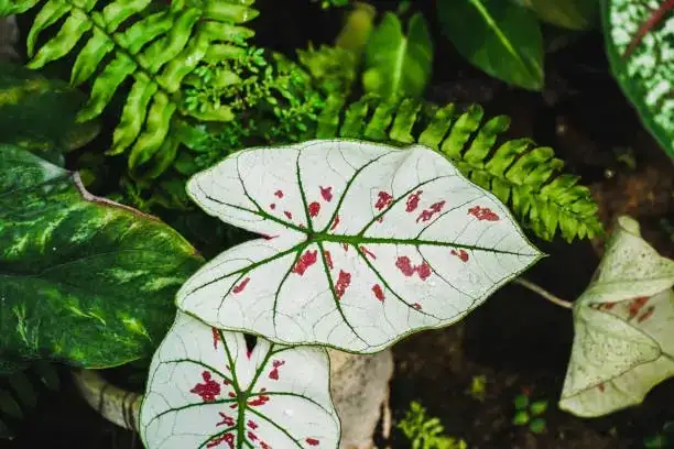 caladium new hybrid varieties