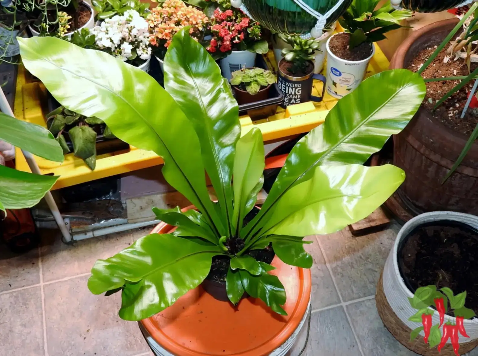 caladium with ferns indoor setup