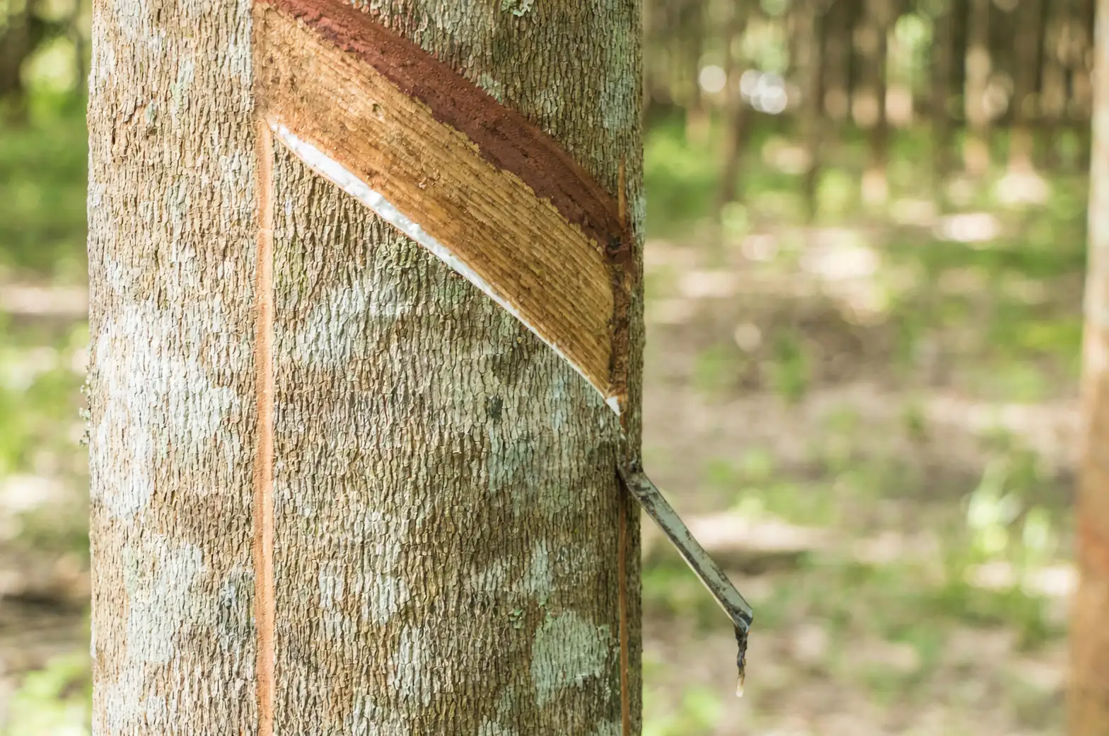 rubber tree pruning hands
