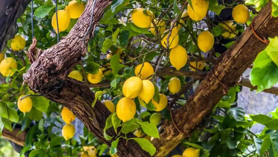 lemon tree with fruits
