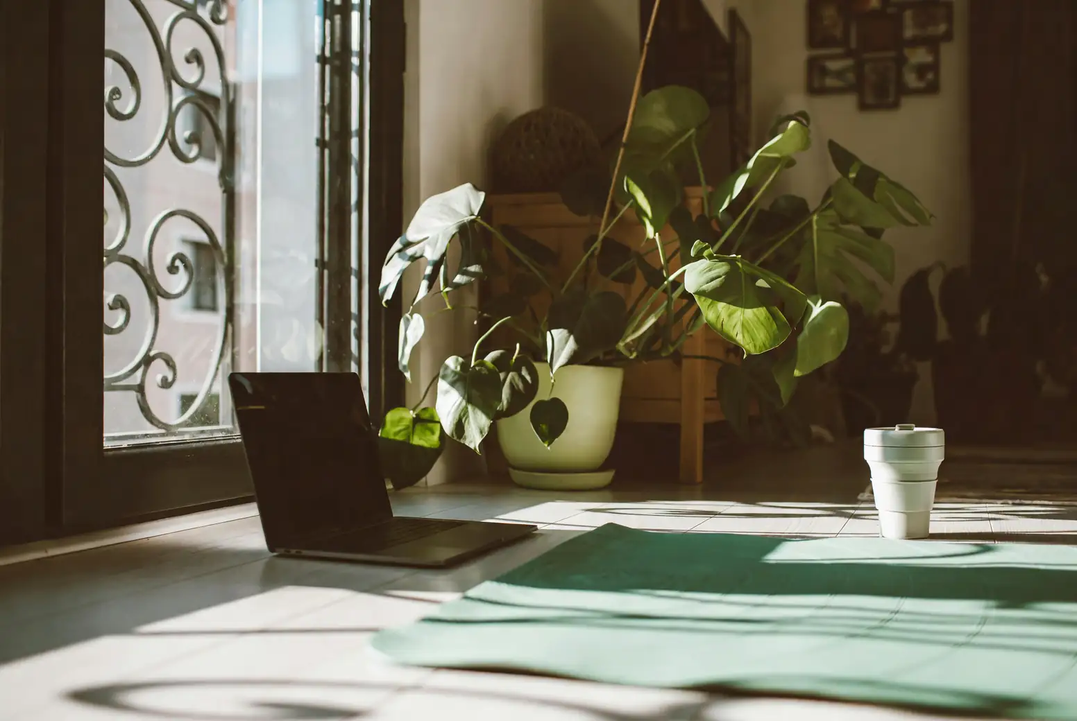 rubber plant feng shui placement