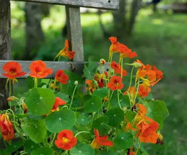 nasturtium climbing trellis