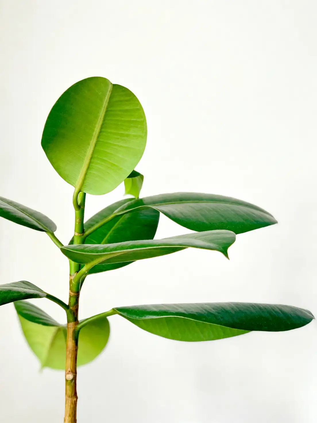 rubber plant leaf close-up