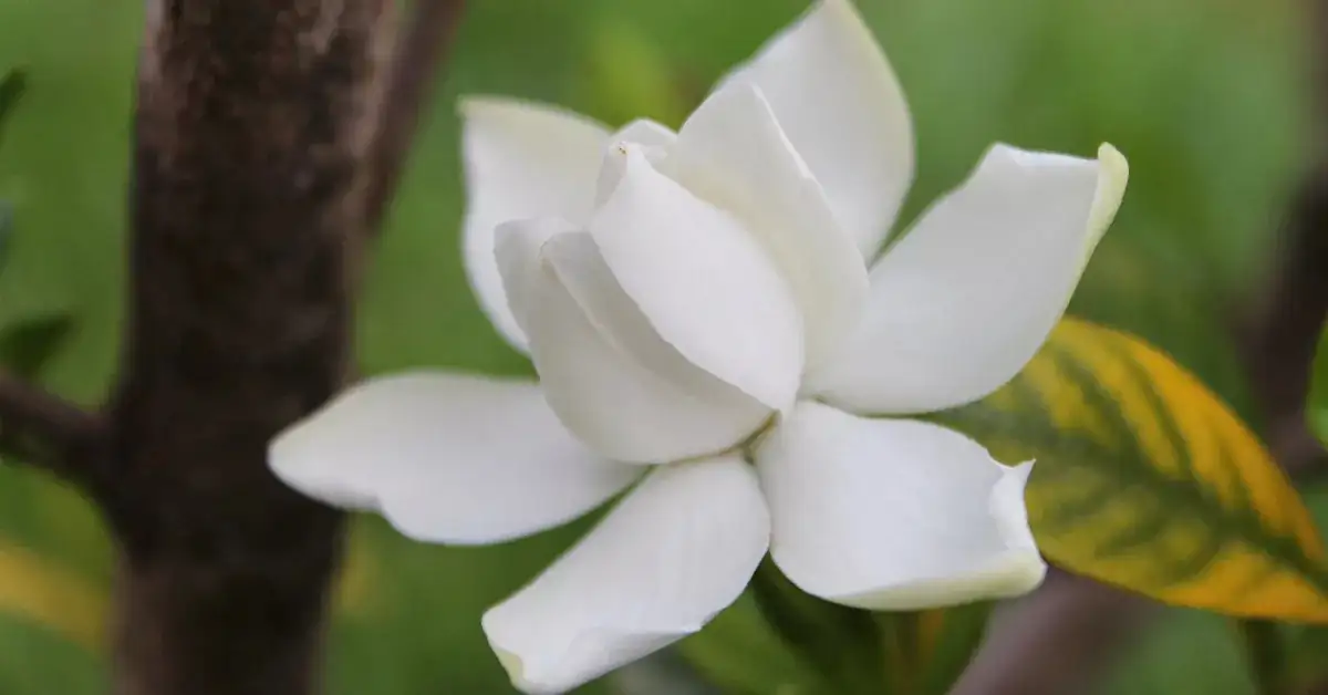 从古代到现代：栀子花的历史与传说