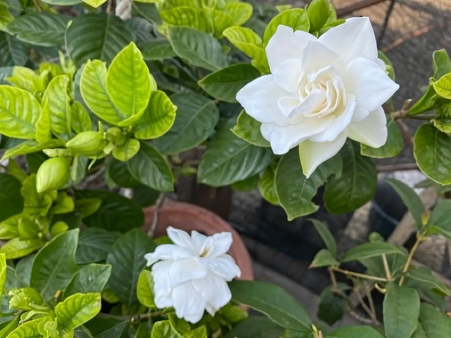 gardenia layering process