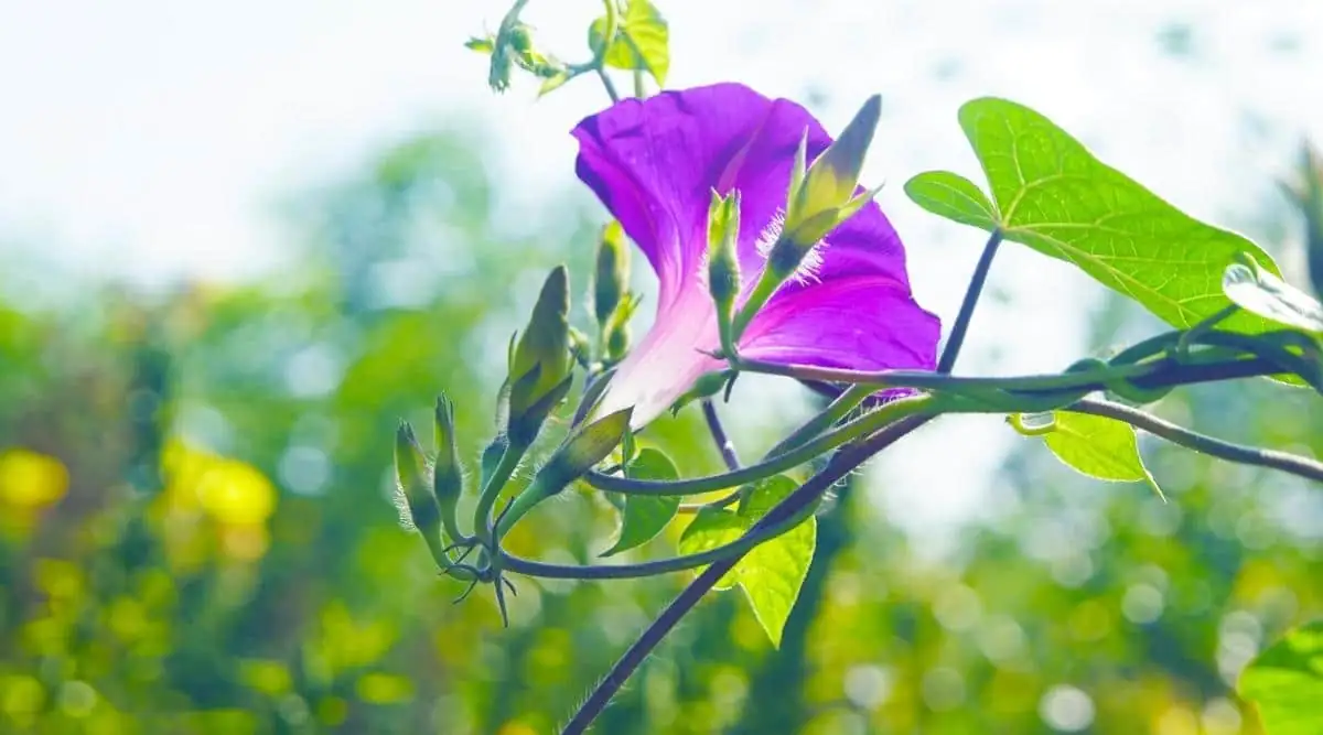 牵牛花的阳光密码：如何让你的庭院天天盛开