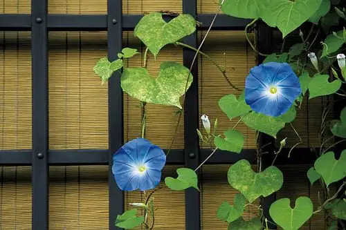 morning glory balcony sunlight