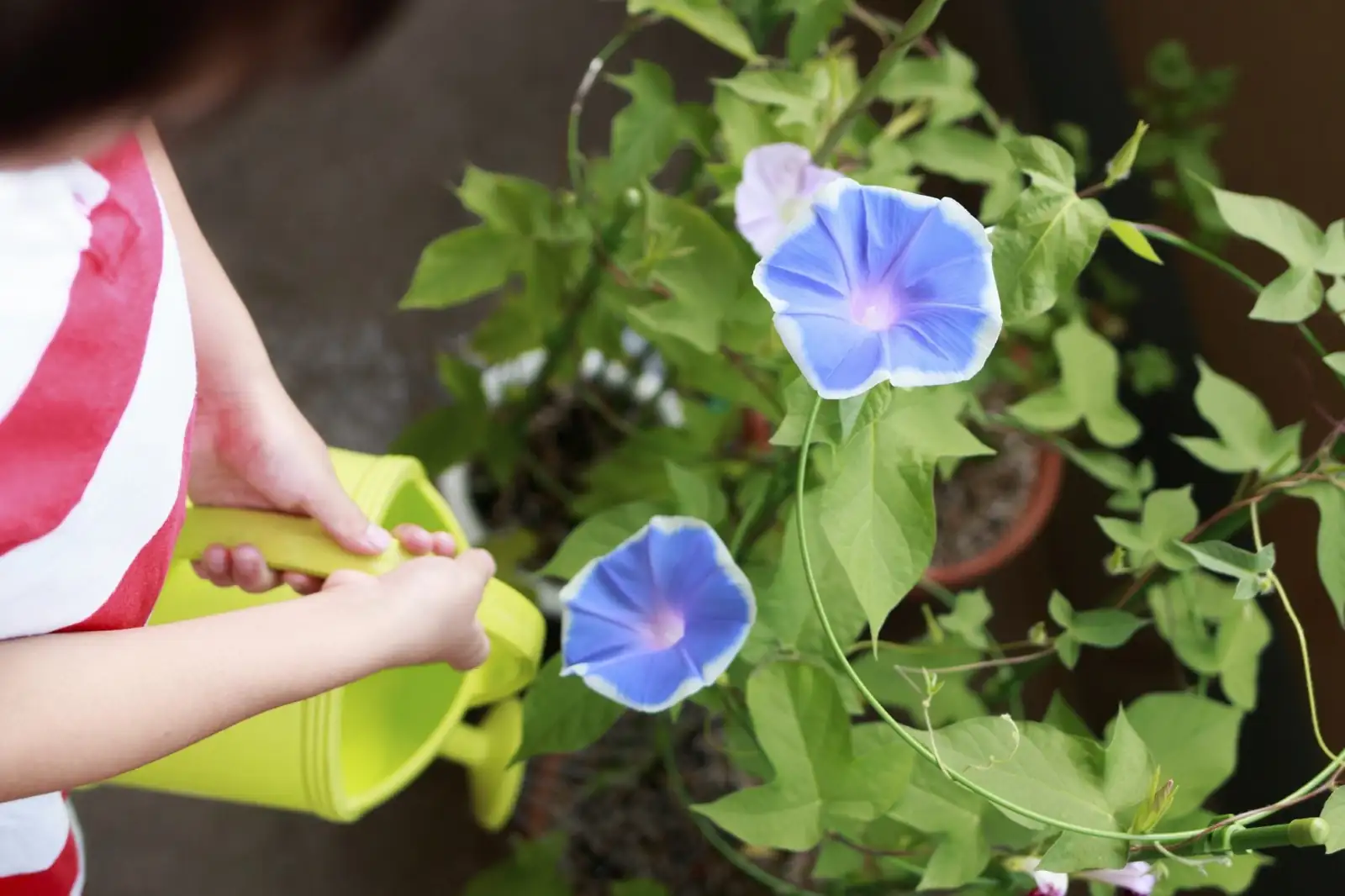 morning glory soil watering