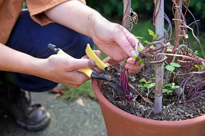 morning glory pruning fertilizing
