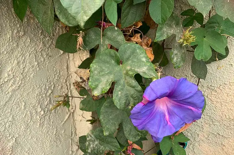 powdery mildew on morning glory leaves