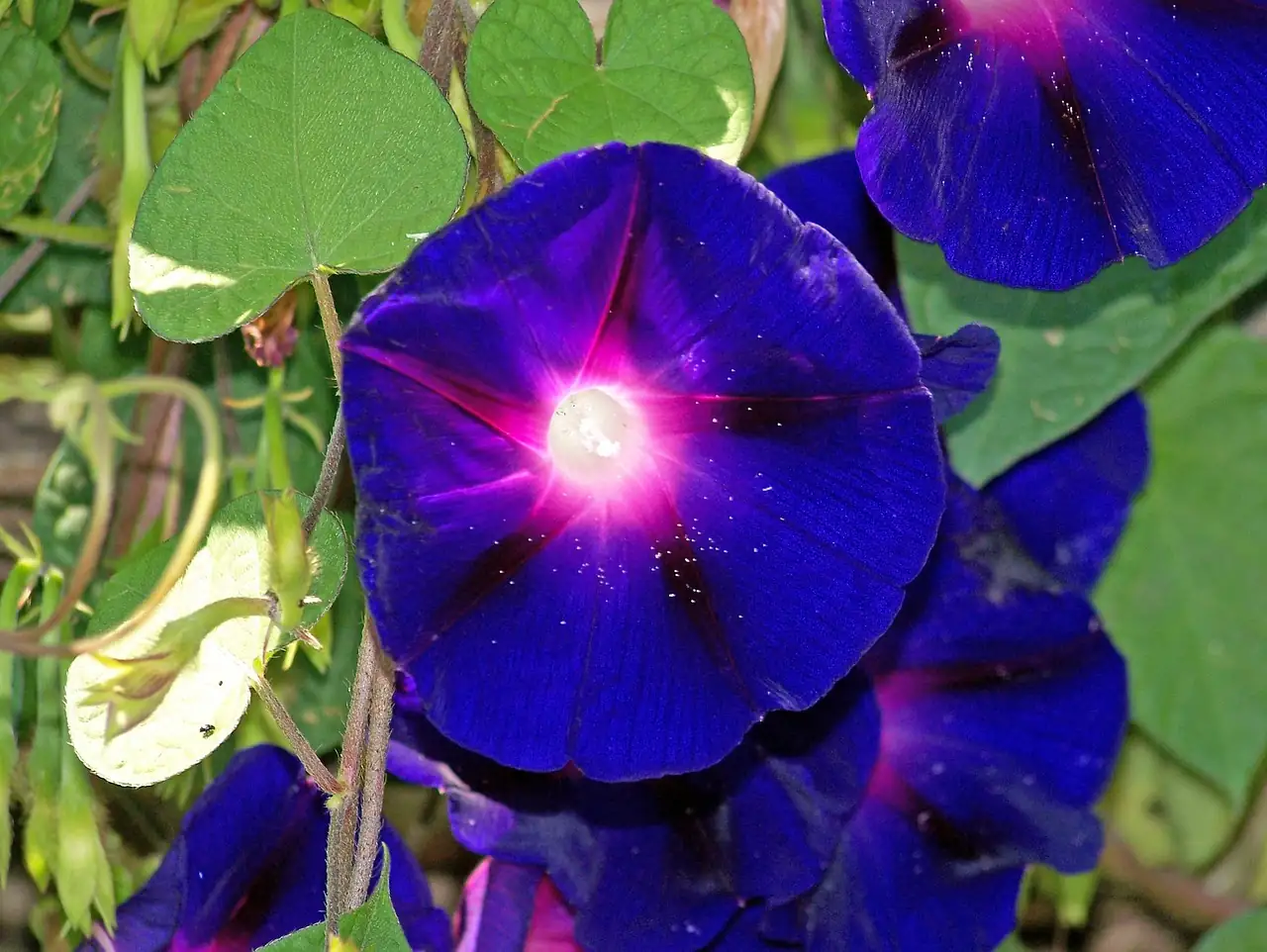 morning glory flower close-up