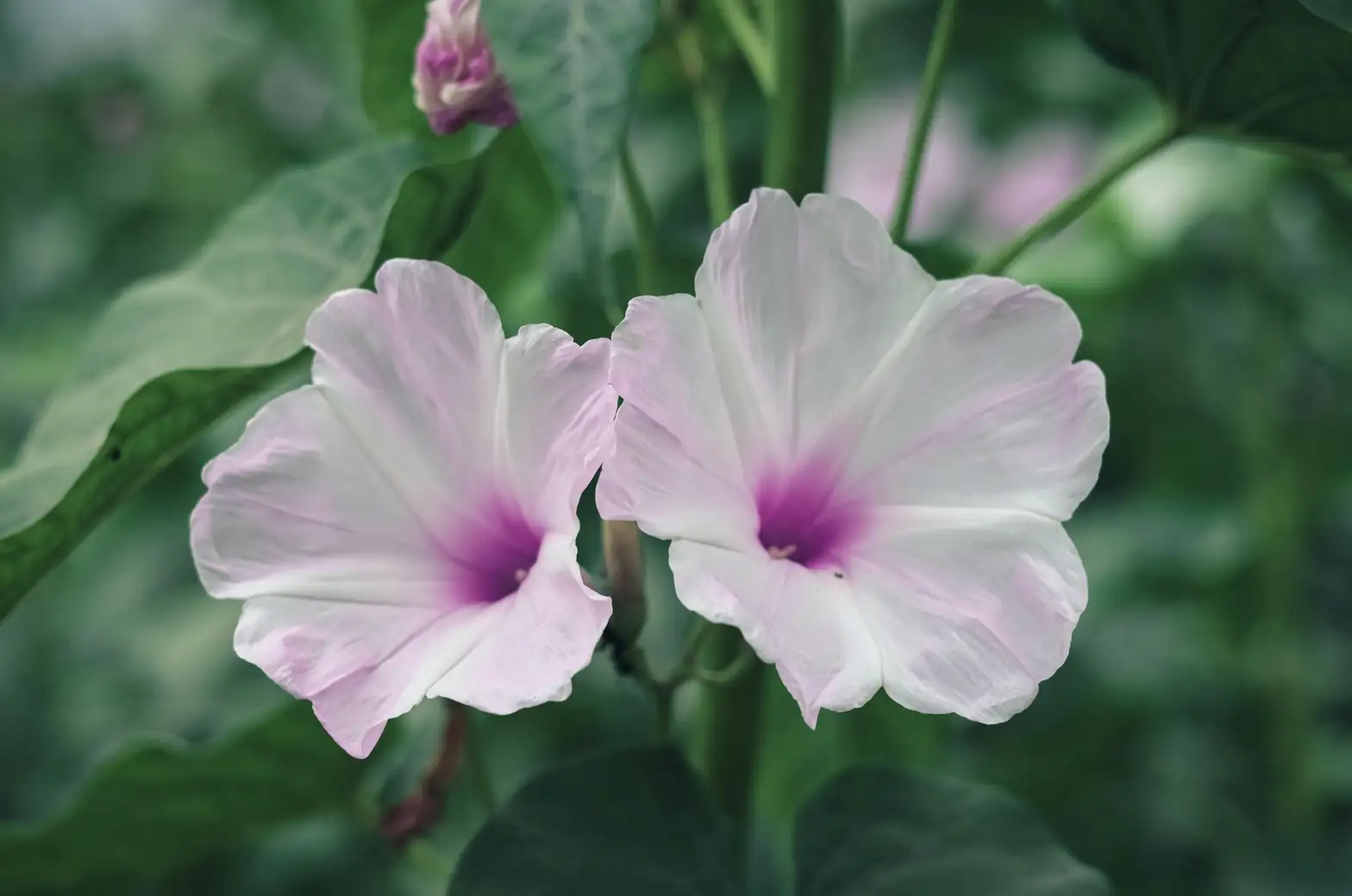 有趣的亲戚：牵牛花与红薯的家族关联