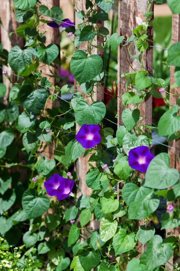 morning glory vine on fence