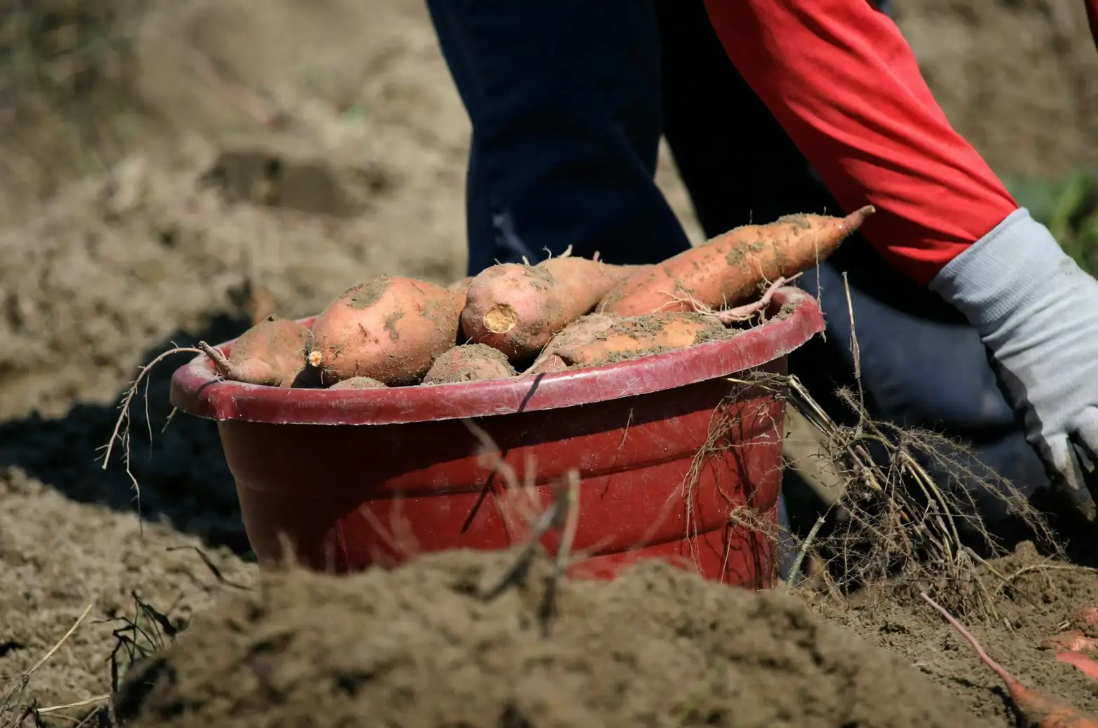 sweet potato harvest field