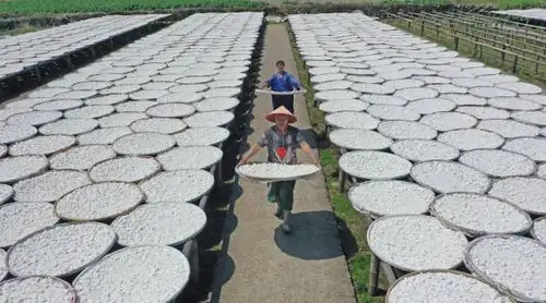 aerial sweet potato cultivation