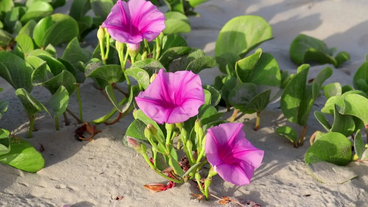 morning glory care watering
