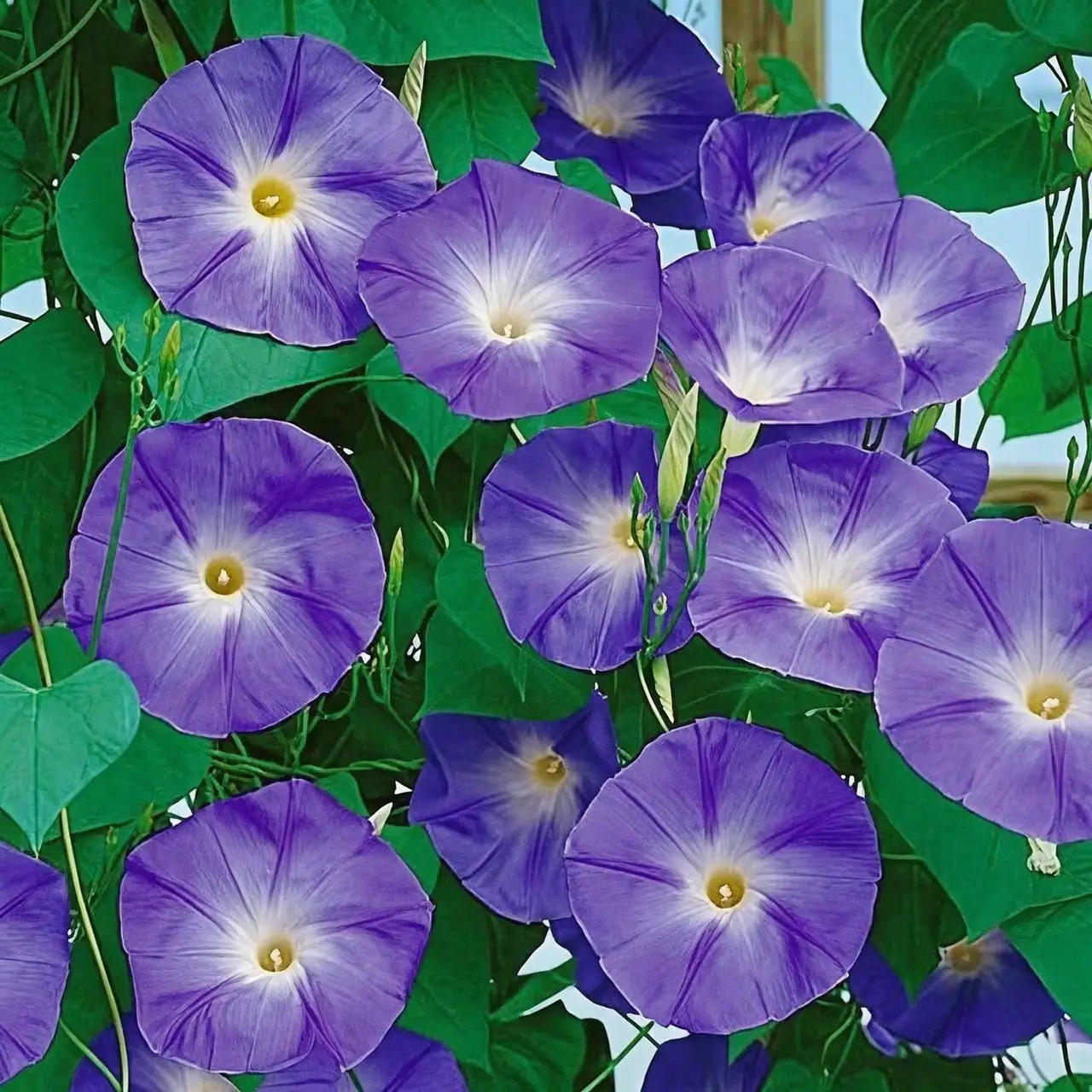 morning glory seed preparation