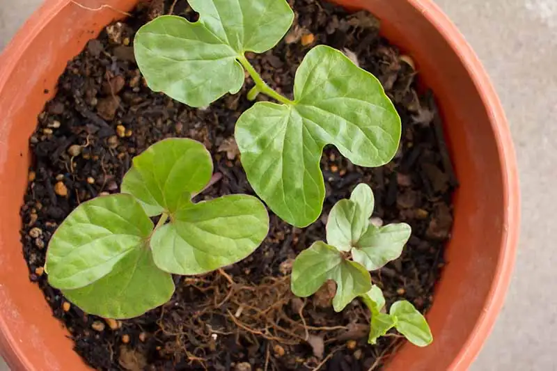 morning glory seedlings in pots