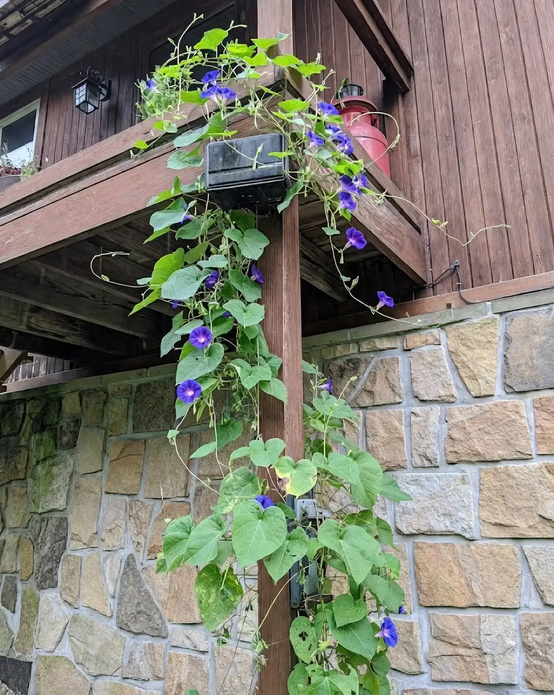 morning glory climbing support