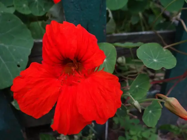 花园好搭档：牵牛花的最佳伴侣植物搭配
