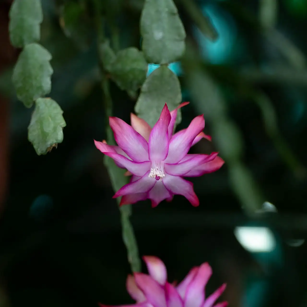 Christmas cactus bright indirect light