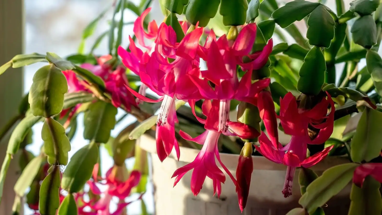 Christmas cactus blooming window