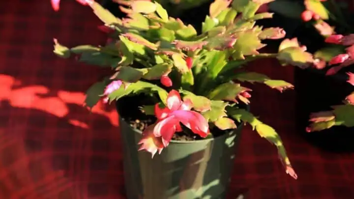 Christmas cactus root rot treatment