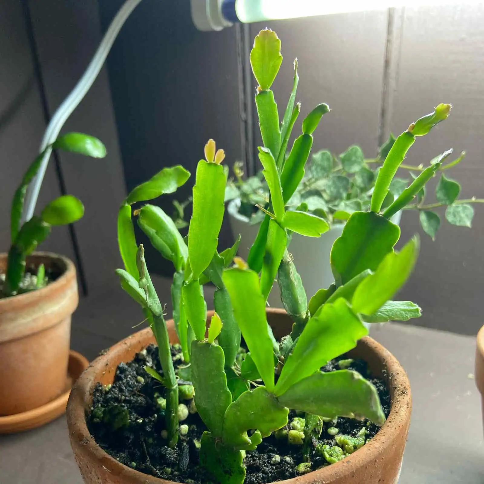 Christmas cactus anthracnose spots