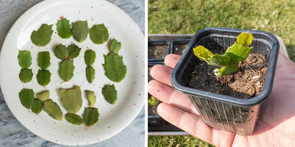Christmas cactus pruning care