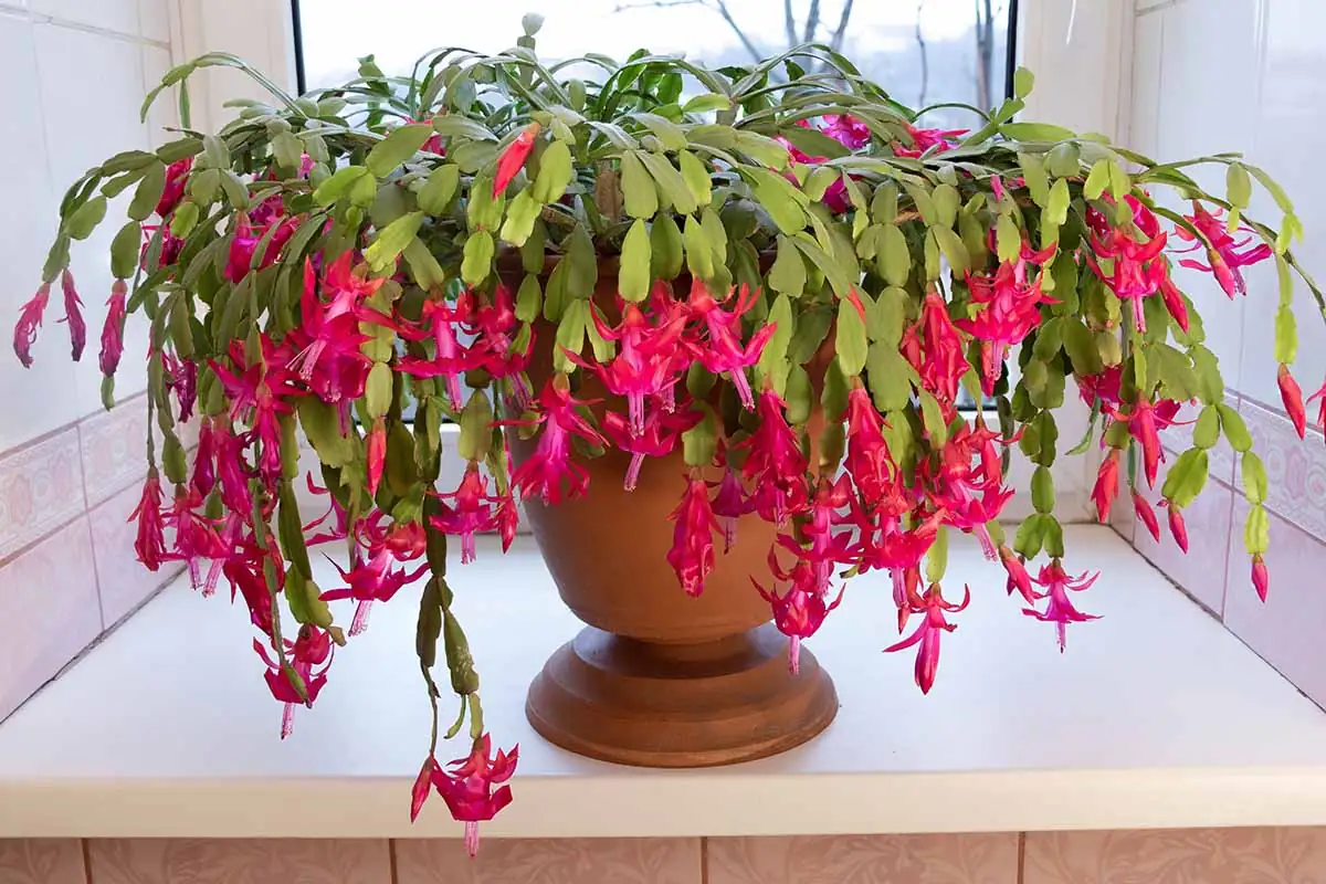 crab cactus blooming indoors