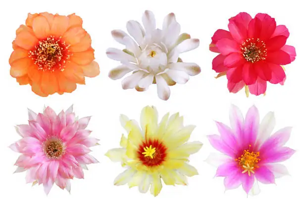 crab cactus colorful blooms