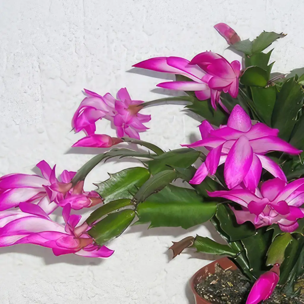 Schlumbergera flowers close-up