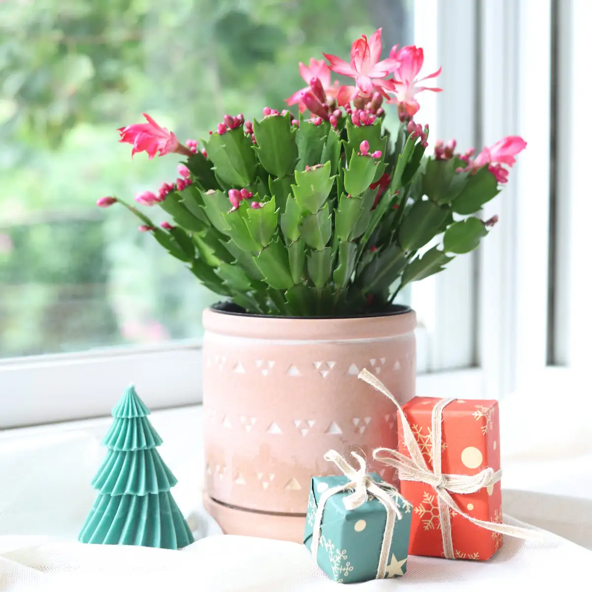 christmas cactus holiday decor