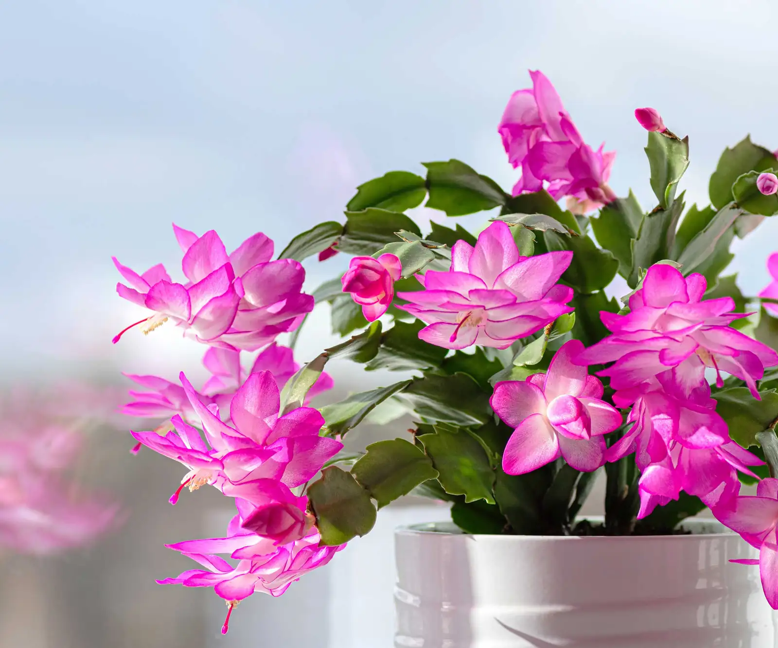christmas cactus care window placement