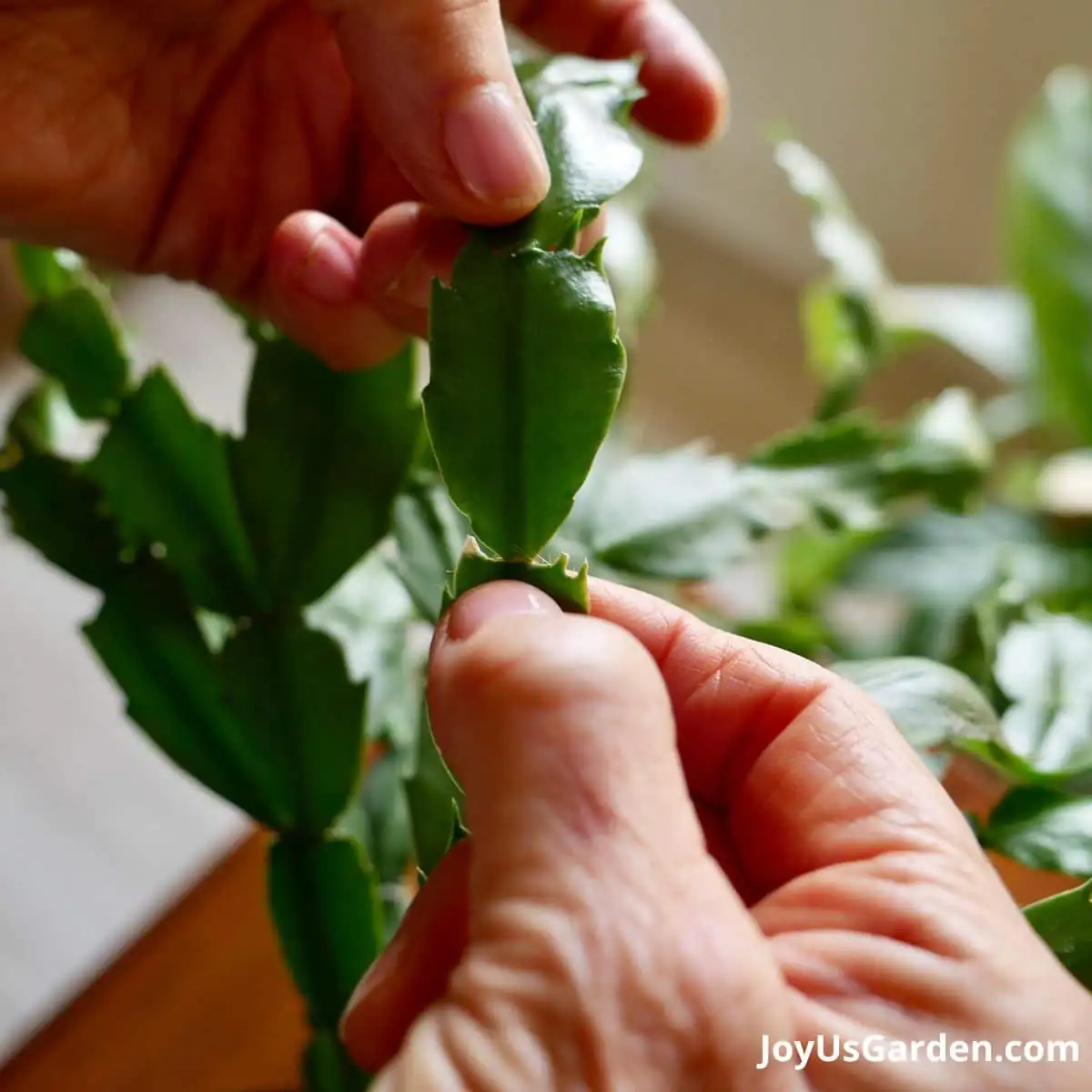 christmas cactus leaf cutting