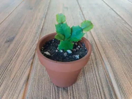 christmas cactus propagation soil
