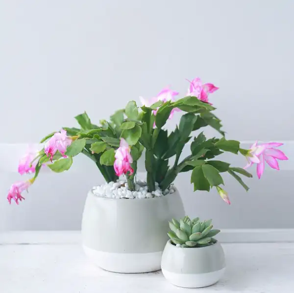 christmas cactus care indoor