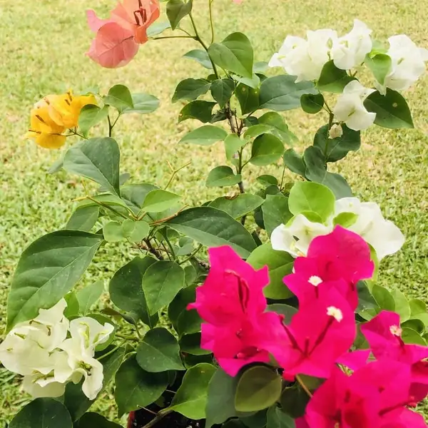 如何让三角梅绽放如花海？光照与浇水秘诀大揭秘