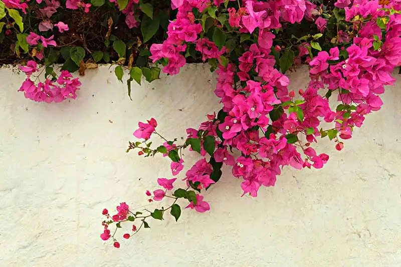 bougainvillea in direct sunlight