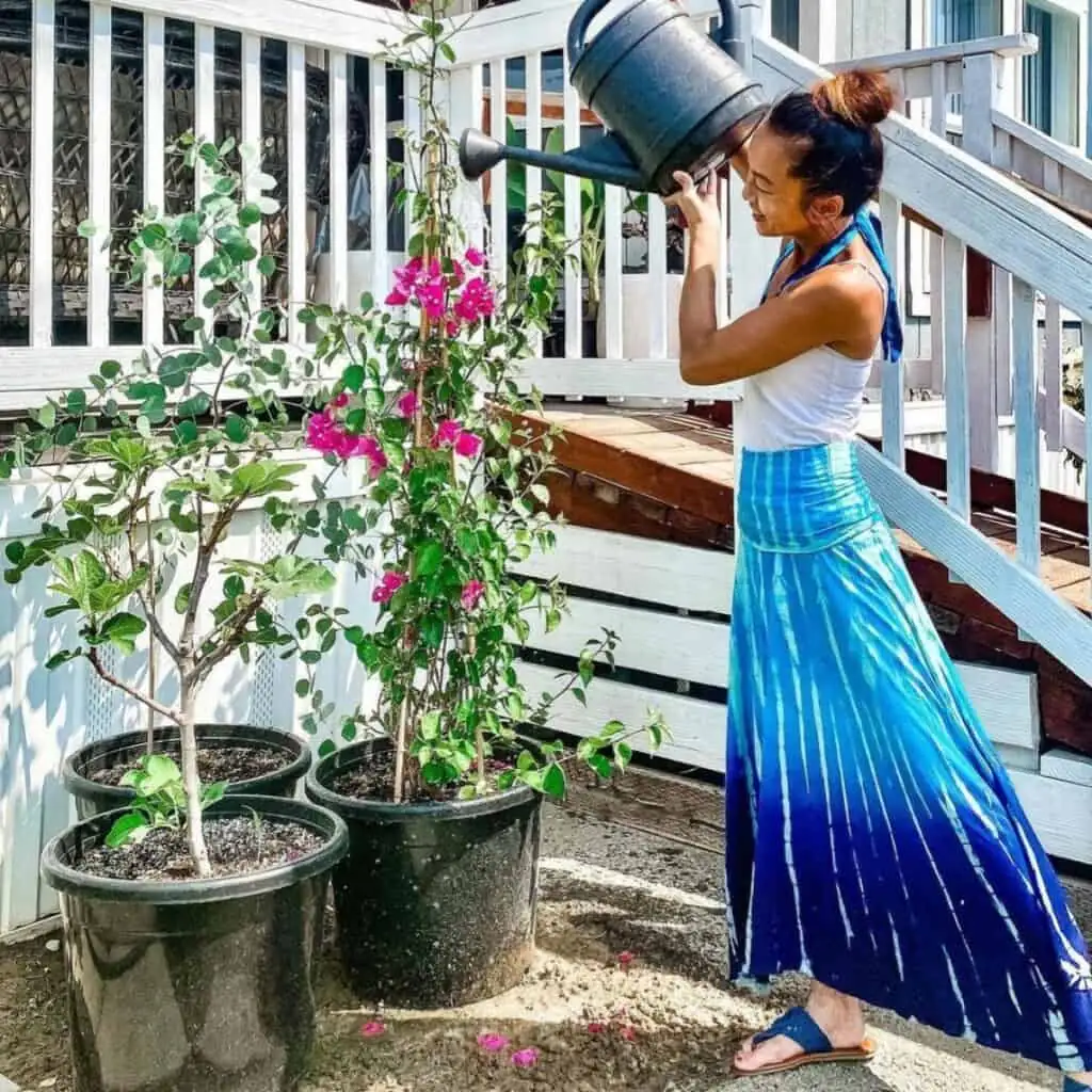 watering bougainvillea soil dry