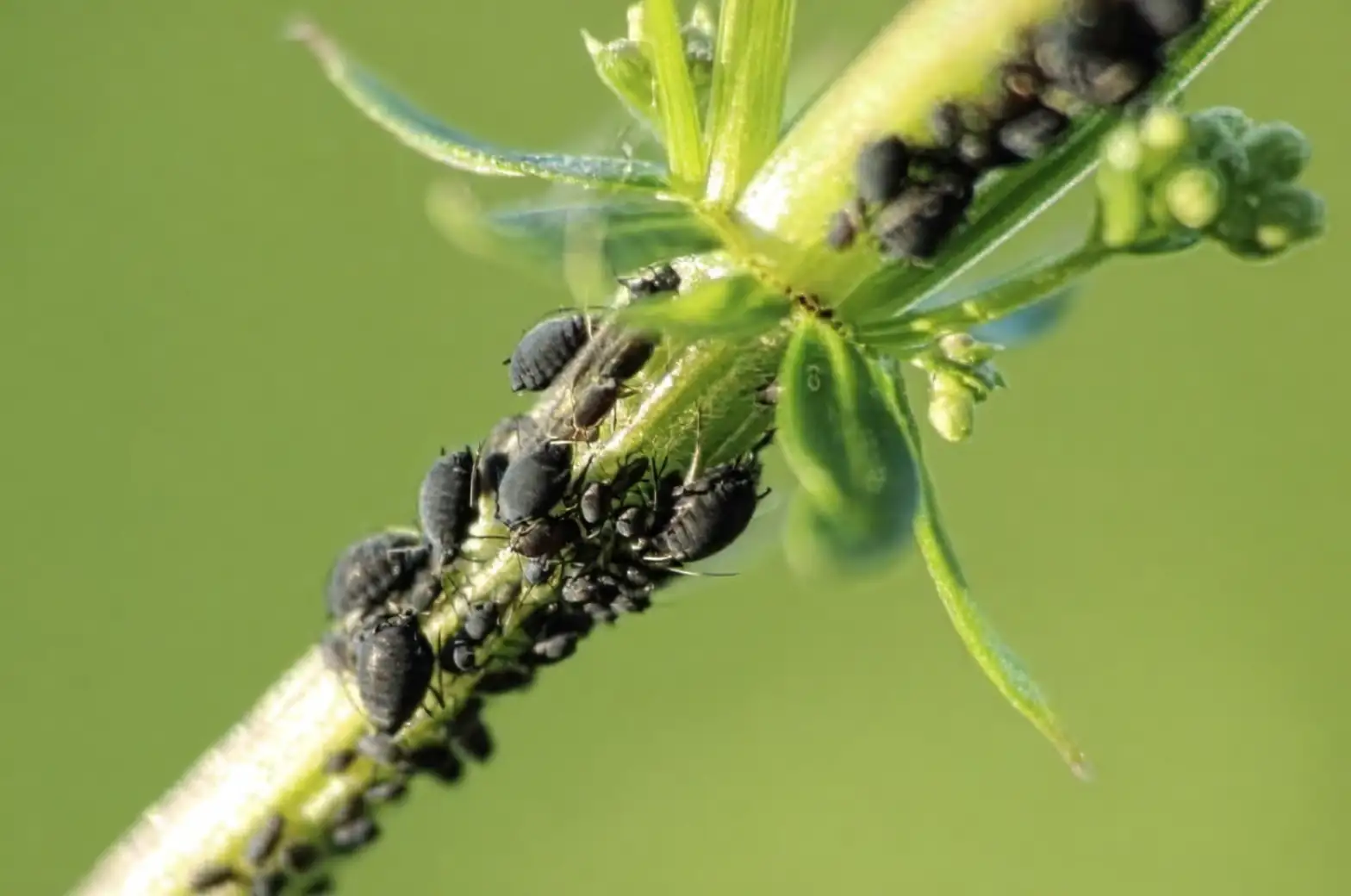 bougainvillea pests aphids