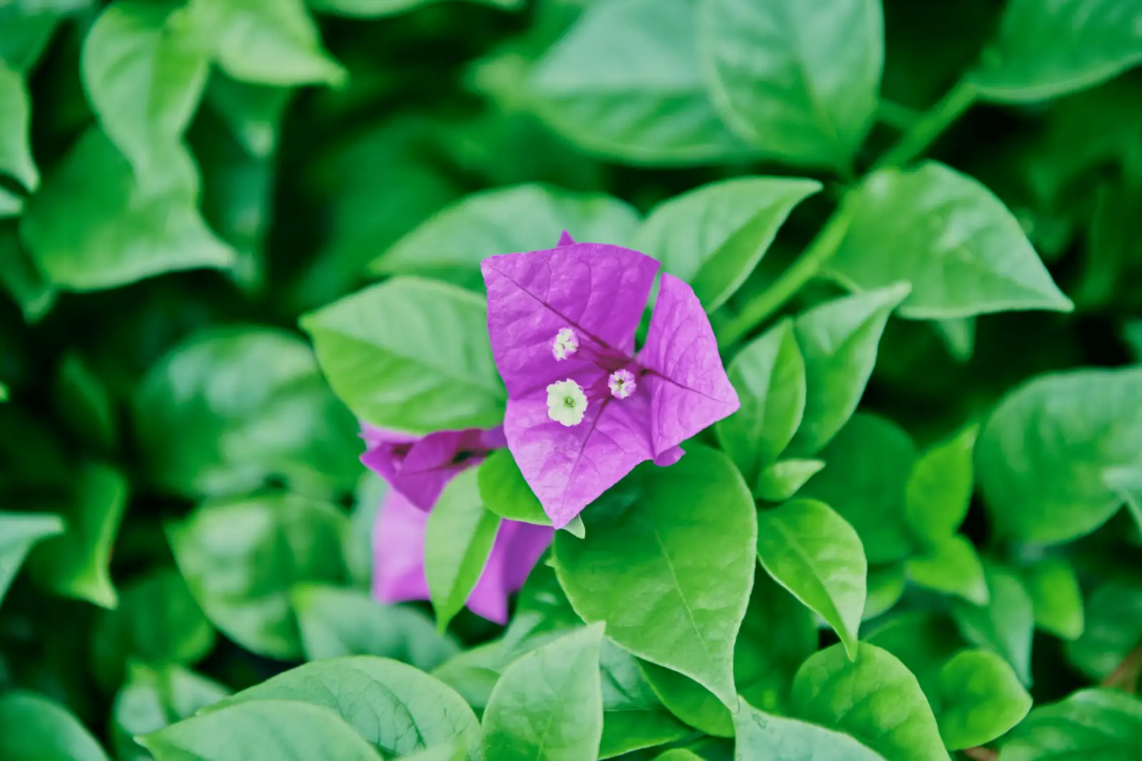 bougainvillea powdery mildew leaves