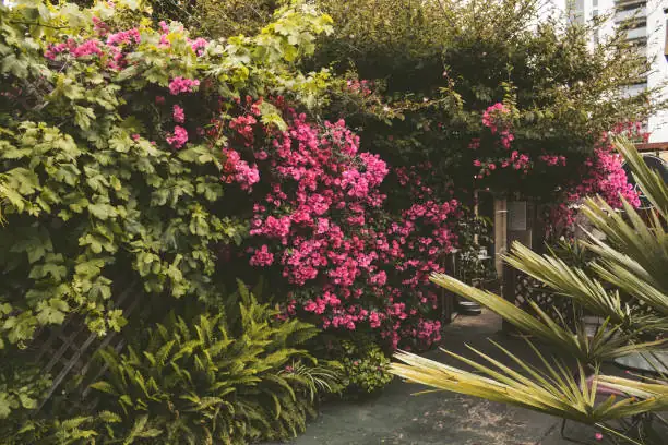 bougainvillea in urban landscape
