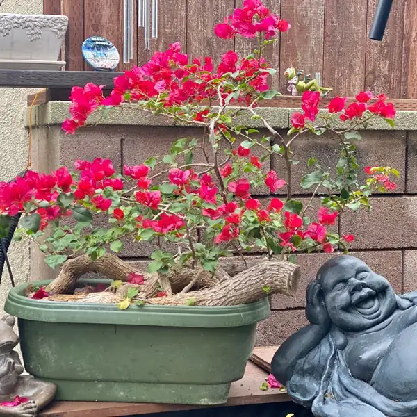 bougainvillea bonsai or wall trellis