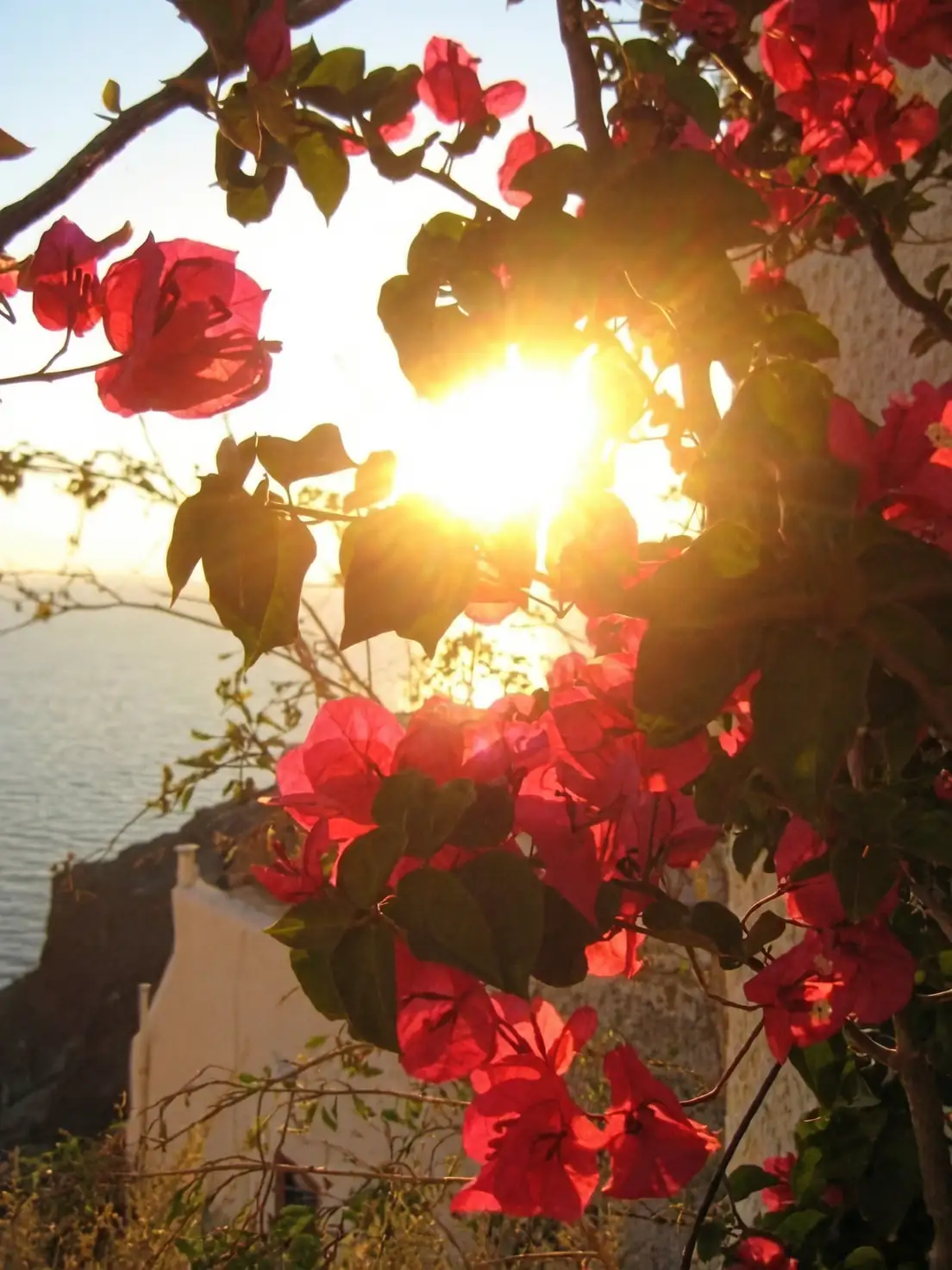 bougainvillea sunlight care