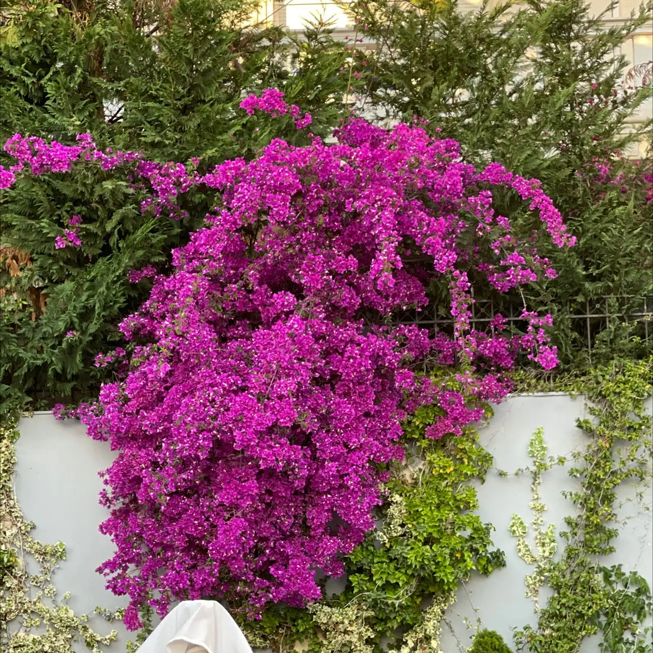 bougainvillea in diverse settings