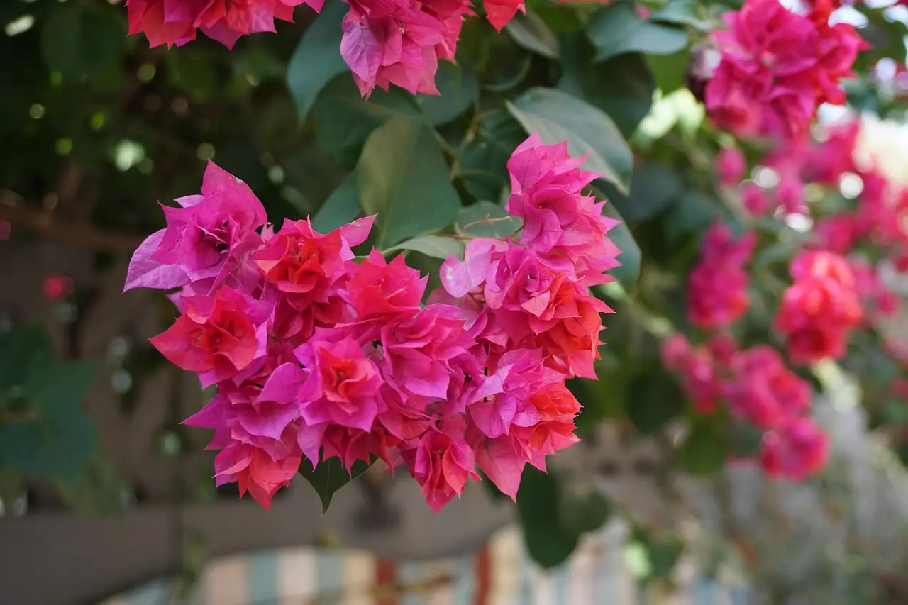 bougainvillea cityscape Xiamen